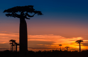 A Baobab sunset