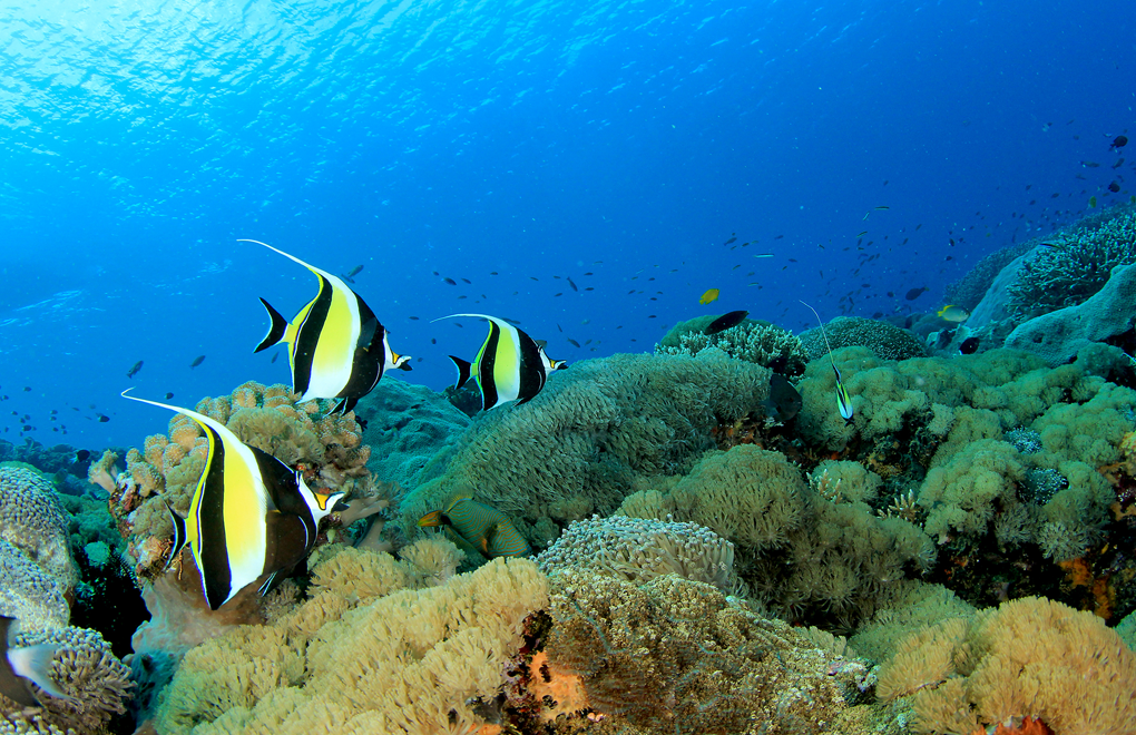 Exploring the 'Pristine Seas' of the Seychelles