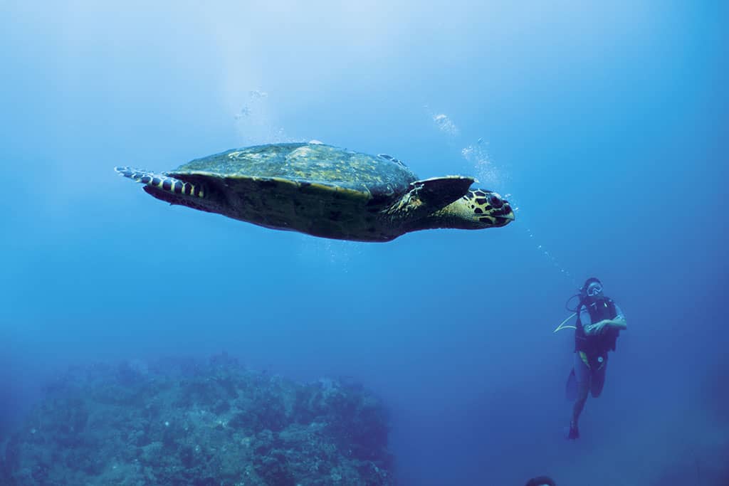 'Defying gravity' in the Indian Ocean