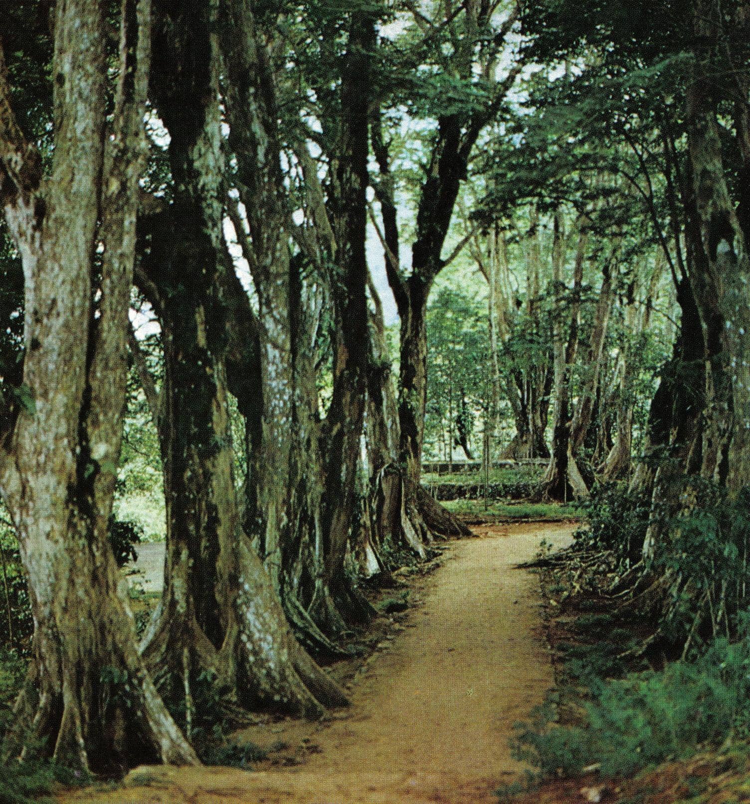 Morne Seychellois