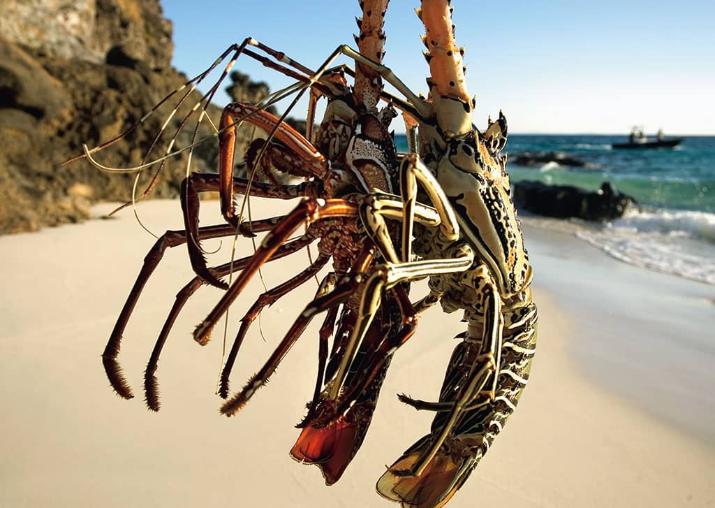 Lobsters at Constance Lodge Tsarabanjina, Madagascar