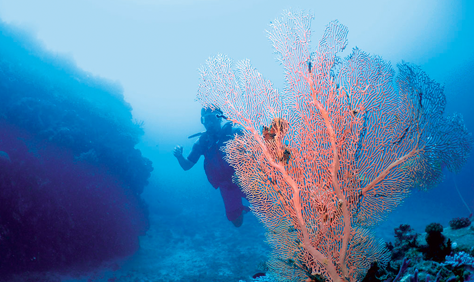 Discover the vibrant colours when scuba diving in the indian ocean