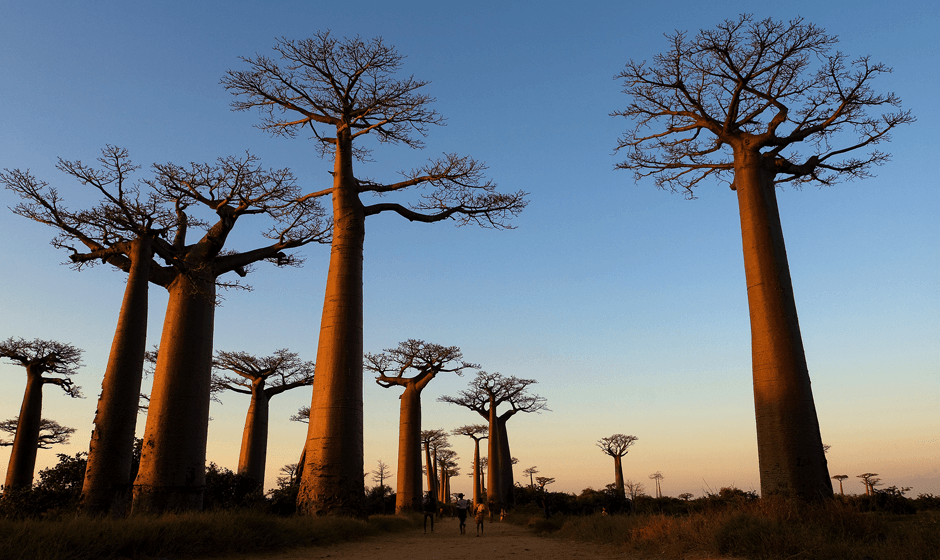 Avenue of the Baobabs in Madagascar