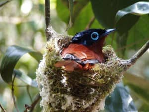 Bird watching in the Seychelles