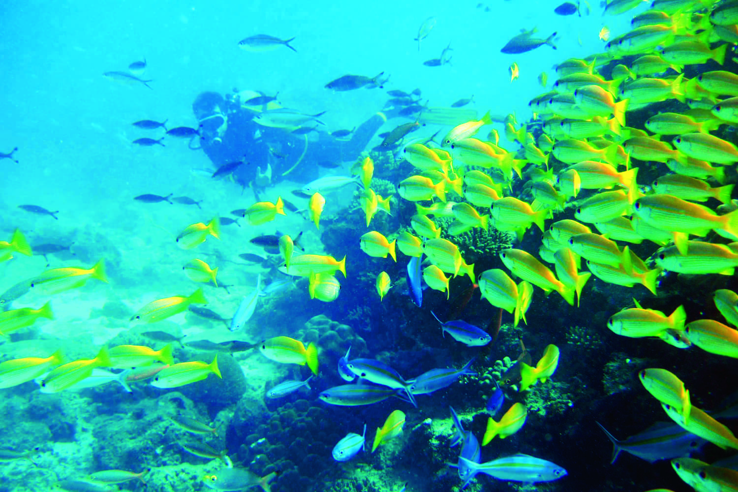 Diving at Constance Tsarabanjina, Madagascar