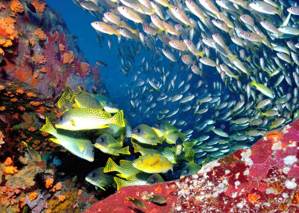 Diving Indian Ocean, Madagascar