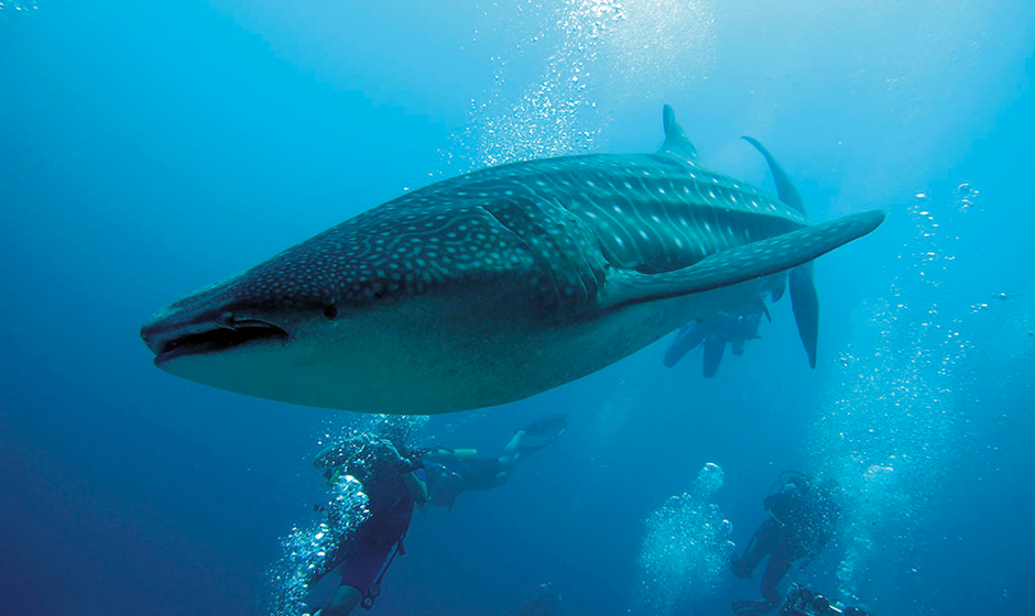 The Seychelles is a magnificent diving destination