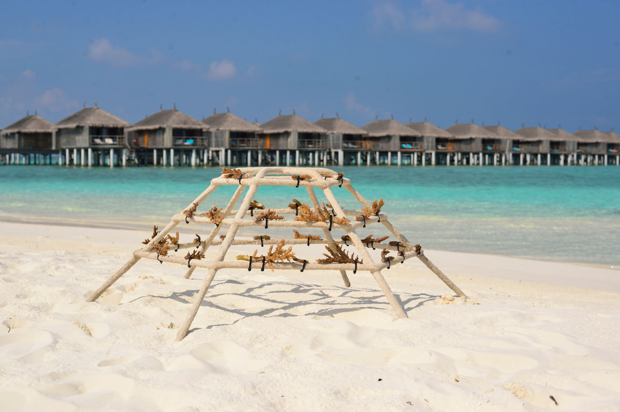 coral frame maldives conservation