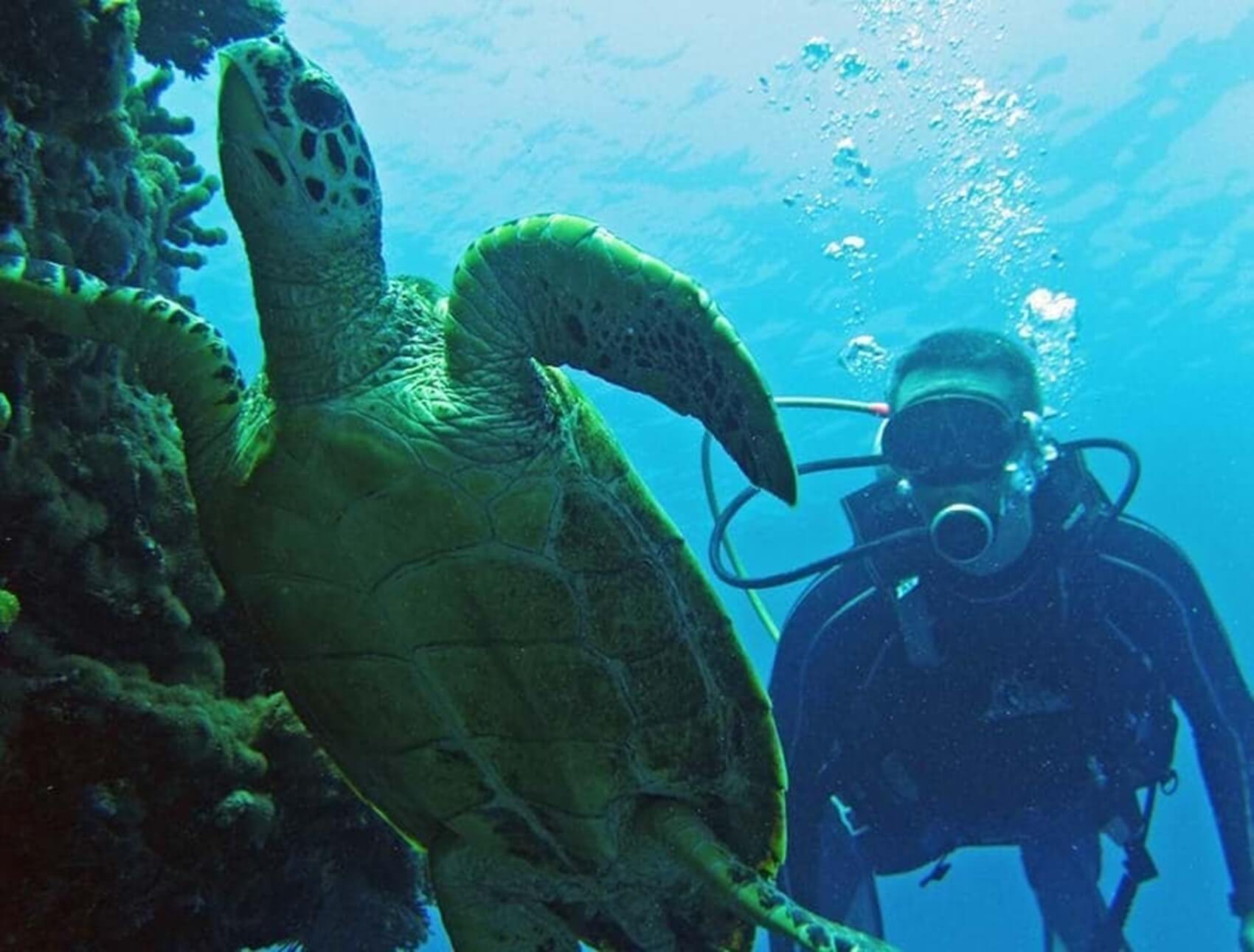 diving-ephelia-seychelles-fesdhoo-wreck