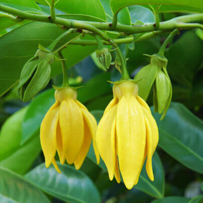 ylang ylang tree flowers