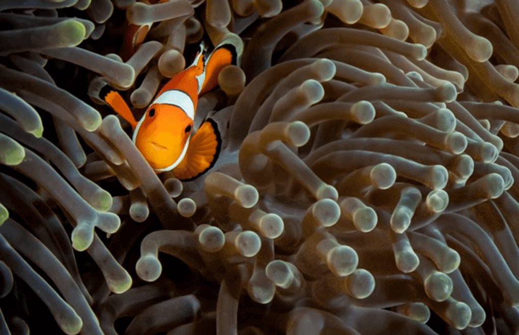 scuba diving nemo