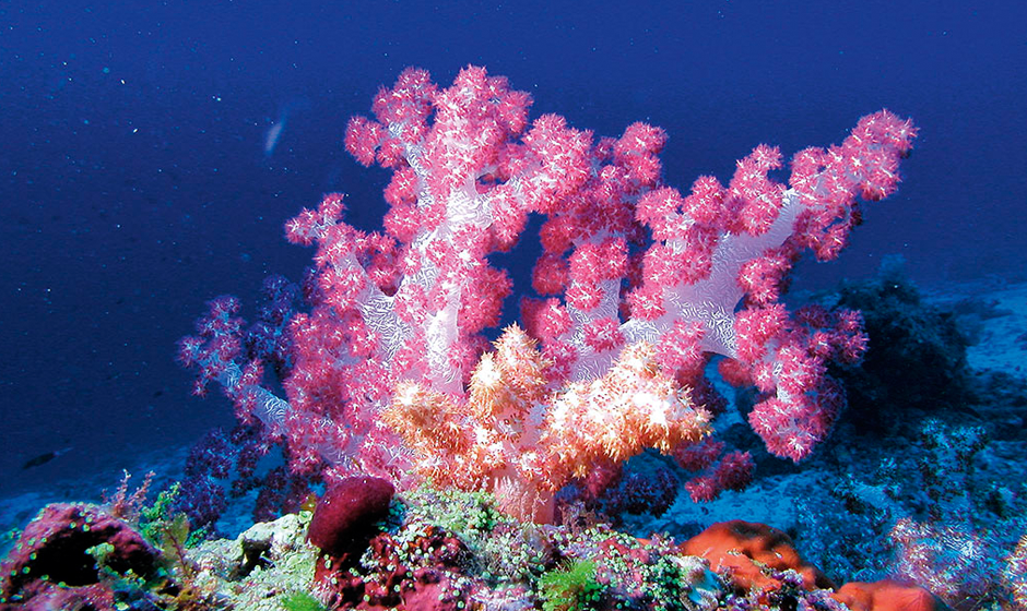 Coral reefs at Constance Moofushi