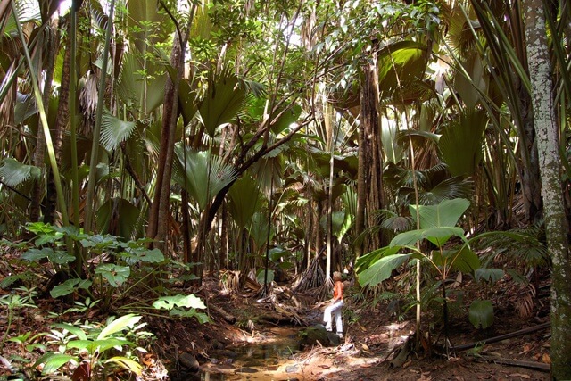 Vallee de Mai Seychelles