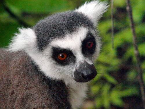 Madagascan lemur