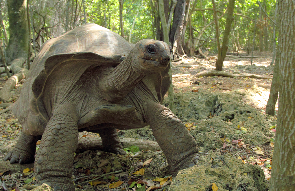 Seychelles