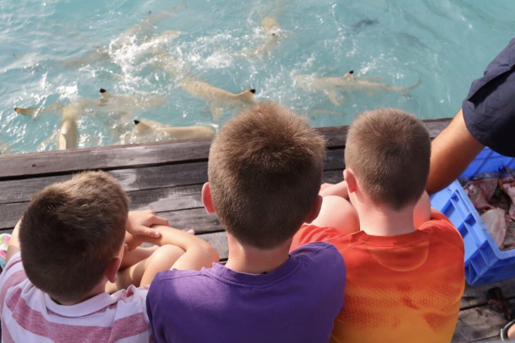 black tip reef sharks watching feeding