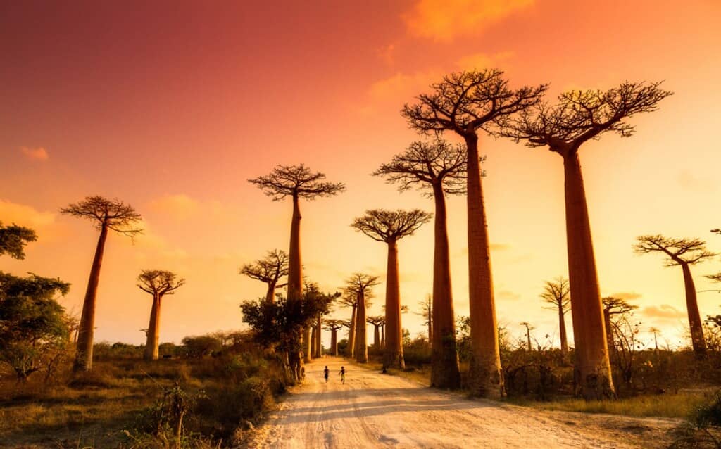 The Avenue of the Baobabs are very famous on Madagascar